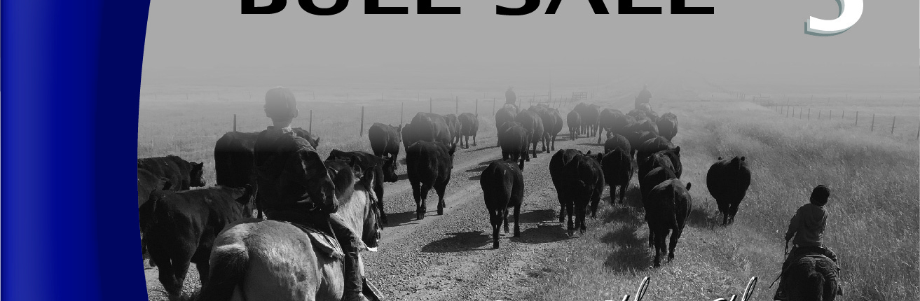 LCL Angus Bull Sale Catalogue Cover Design