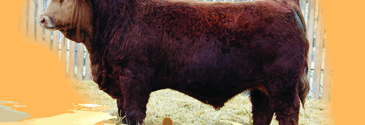 Ruszicka Farms Sale Catalogue Cover Design