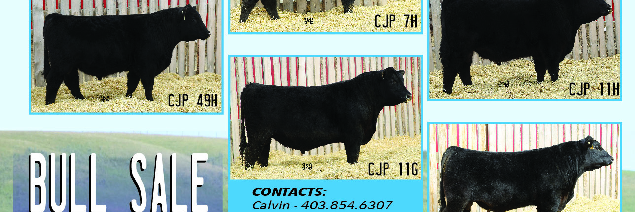 Homestead Bull Sale Ad