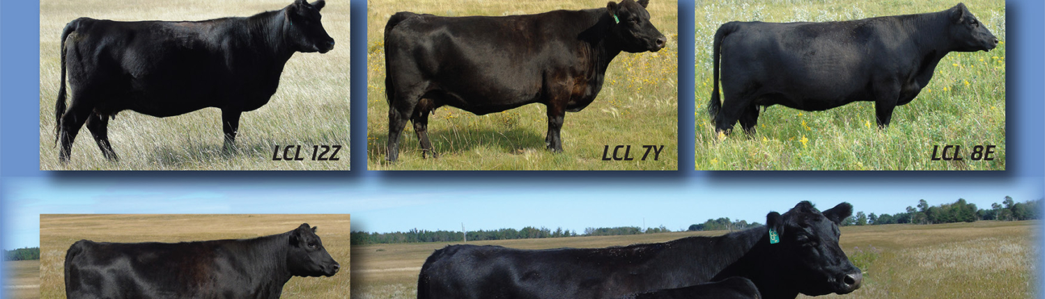 LCL Angus Advertisement Design