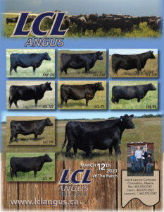 LCL Angus Advertisement Design